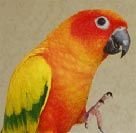 Sun Conure.jpg