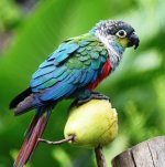 blue conure.jpg