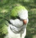 Quaker_parrot_Love.jpg