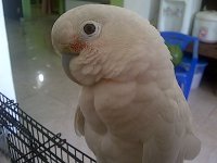 Chiko-20130217-01574.jpg