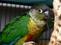 Green_Cheek_Conure_by_trtljn.jpg