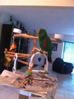 Oliver on His Playstand!.jpg