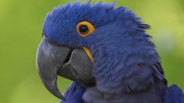 Blue Parrot.jpg