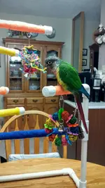 project bird stand -3.webp