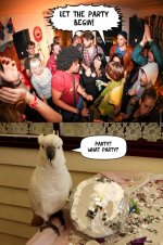 parrot-ate-the-whole-party_o_3245283.jpg