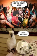 parrot-ate-the-whole-party_o_3245283.webp