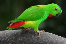 Blue-crowned_hanging_parrot copy.jpg