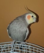 Kiwi's mug shot!.jpg