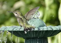 4EB54397-03FE-4DFF-9F6C-A2CB7120C4DA.webp