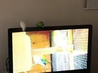 budgies watch tv.webp