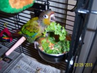 Ziggy n his greens 003.jpg