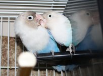 lovebirds1 (1).jpg