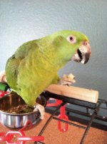 Amazon_Parrot.jpg