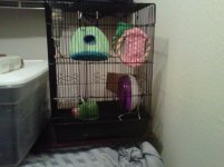 bird cage set up-20110322-1536.jpg