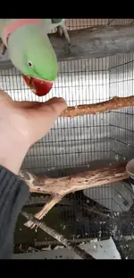 Screenshot_20220105-205236_Video Player.webp