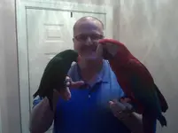 GW Neleno, Eclectus Guapo.webp