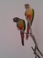 conures1.jpg