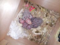 Baby birds-02.jpg