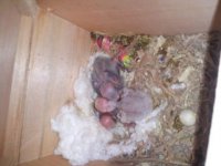 Baby birds-01.jpg