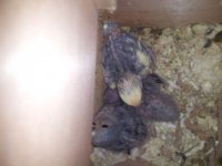 Baby birds-05.jpg