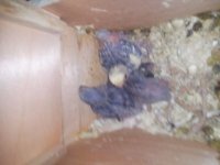 Baby birds-06.jpg