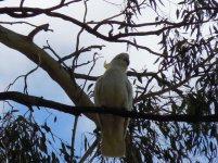 sulphur crested cockatoo.jpg