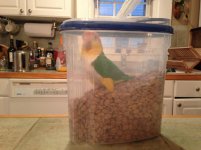 sunny in food container.jpg