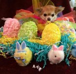 Lacy easter1.jpg