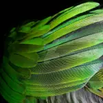 feathered_perspextive_by_xxetienettexx-d8px7hn.webp