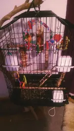 IMAG0047_1.webp