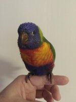 lorikeet 005.jpg