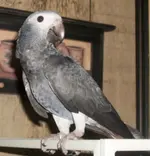 Timneh African Grey  FOA-2014-06                        080414d.webp