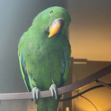 Excessively beak grinding  Parrot Forum 🦜 Parrot Owners Community