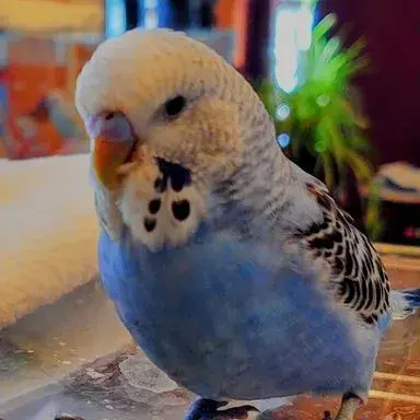 Female budgie hot sale attacking male