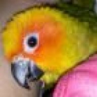 Weighed My Sun Conure Today  Best in Flock - A Parrot Blog