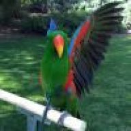 Harness diy?  Avian Avenue Parrot Forum