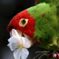 All Bird Products #1 Source for Bird Medicine and Bird Supplements – Pet  Megamart inc