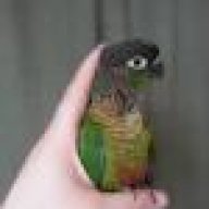 My Conure Died And I Had Already Put Down A Deposit On A 2nd Parrot Forum Parrot Owners Community