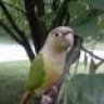 CinnamonConure