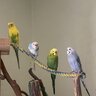 Conures_r_cute