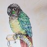 Buddytheconure