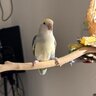 parrotbb