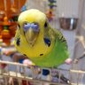 budgie4