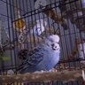 Dantheparrotdad