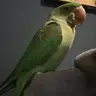 Piptheparrot