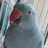 birdlover70