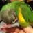 parrotlover1176