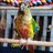 PonyoTheConure22