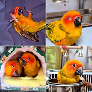 Korea sunconure