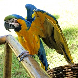 Parrot 5